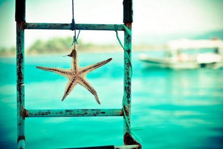 Starfish - starfish, summer, photography, ladder, sea