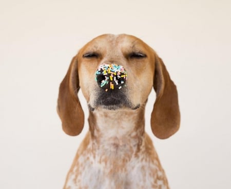 Sweet Dog - yummy, dog, portrait, sweet, cute, snout