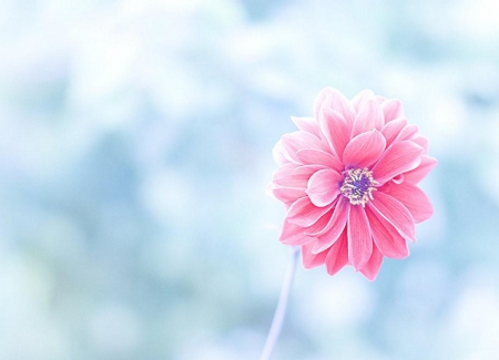 Pink  Flower - pretty, beautiful, soft, color, lovely, flower, pink