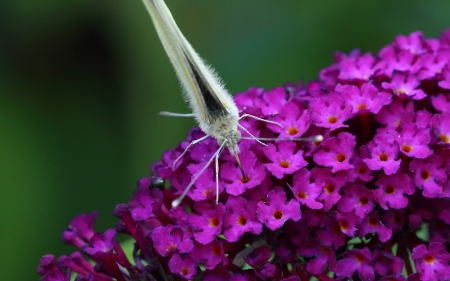 Butterfly - flower, nature, butter, fly