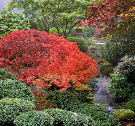 Japanese garden - nature, image, garden, japanese