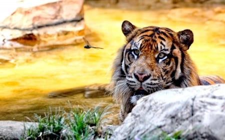 SUMATRAN TIGER - predator, sumatran, cat, wild, tiger