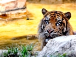 SUMATRAN TIGER