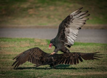 Pasari de prada - natura, uliu, pasare, prada