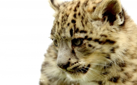 SNOW LEOPARD CUB - cub, leopard, cat, wild, snow