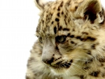 SNOW LEOPARD CUB