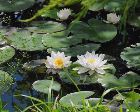 waterlily pond - flowers, pond, nature, waterlily