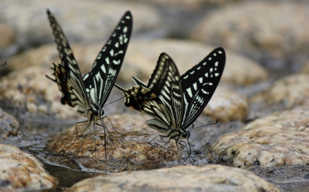 *** Butterflies *** - beautiful, butterflies, animal, animals