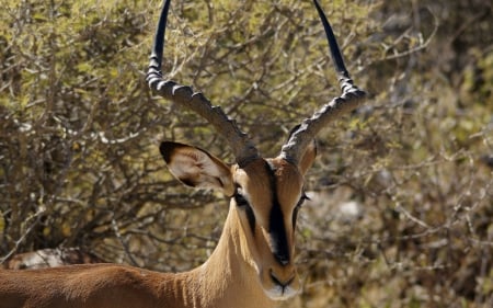 *** Antylope - IMPALA *** - impala, antylope, animal, animals