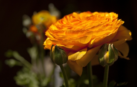 *** RANUNKULYUS - asian buttercup *** - flowers, flower, yellow, nature