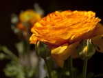 *** RANUNKULYUS - asian buttercup ***