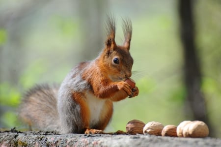 *** Squirrel *** - red, animal, animals, squirrel