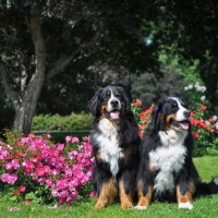 *** Sweet dogs with flowers ***