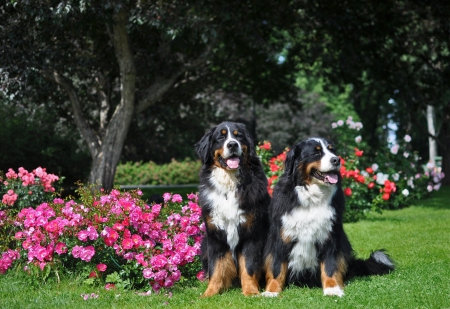 *** Sweet dogs with flowers *** - animal, dogs, animals, dog