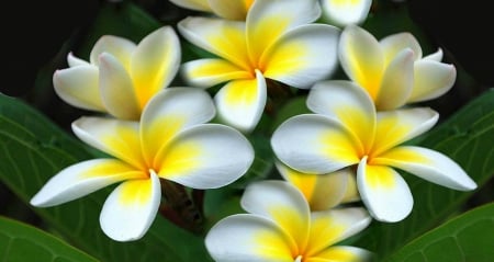 Plumeria - nature, beauty, flowers, plumeria