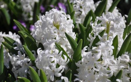 *** Nice...*** - flowers, beautiful, white, nature