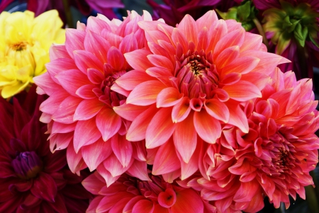 *** Dahlia *** - flowers, flower, nature, dahlia