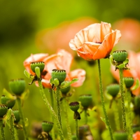 *** Poppy flowers ***