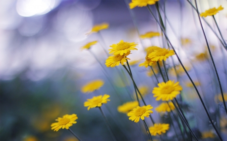 *** Wild flowers *** - nature, flowers, flower, wild