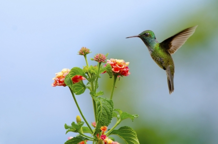 *** Hummingbird *** - animal, animals, bird, birds