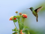 *** Hummingbird ***