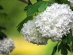 *** White hydrangea ***