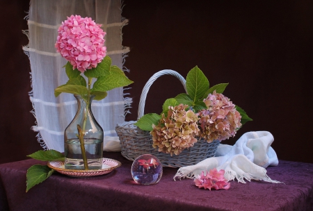 *** Hydrangea - still life *** - flowers, flower, hydrangea, nature