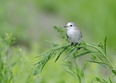 *** Bird *** - animal, animals, bird, birds