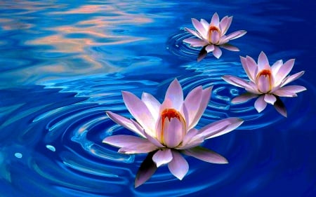 LOTUS FLOWERS - flowers, lotus, nature, pond, digital