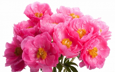 *** Peonies *** - flowers, peonies, flower, nature