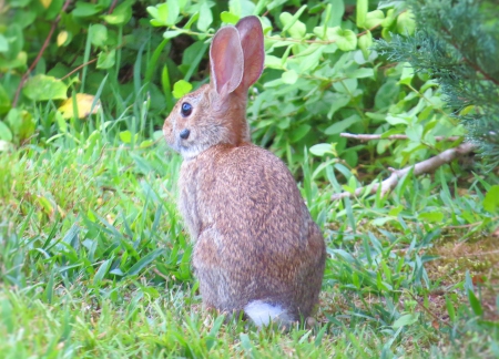 Rabbit in Waiting - rabbit, animal, nature, woods