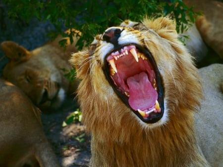 big mouth - big, angry, lion, cats