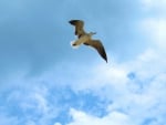 Seagull in Flight