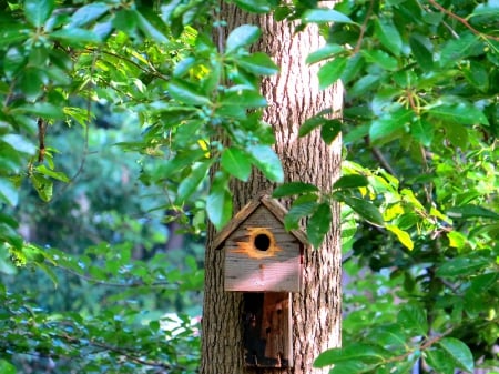 Not Just A House..A Home - bird, nature, forest, tree, home, birdhouse