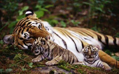 tiger and babies - mother, babies, tiger, cats