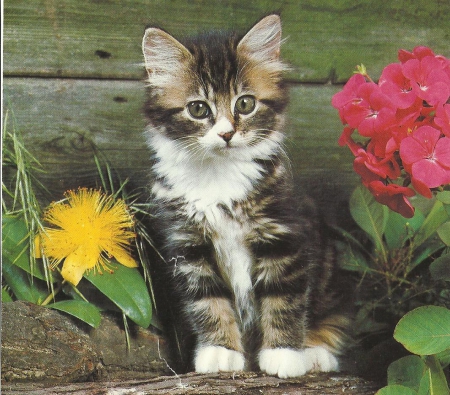 Kitten 2 - flowers, cute, paws, kitten