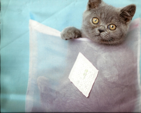 Kitten behind a pillow