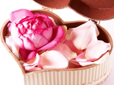 ROSE PETALS - box, rose, petals, pink, heart