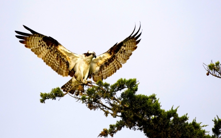 PERFECT LANDING - wings, landing, hawk, span, branch