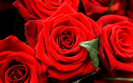 RED ROSES - roses, velvet, nature, red