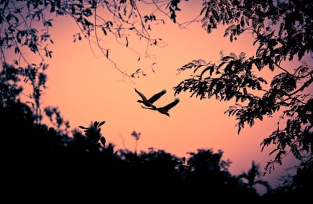 Twilight - nature, twilight, trees, birds