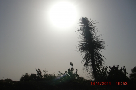 Dates with Sunset - gazera, central sudan, africa, sudan