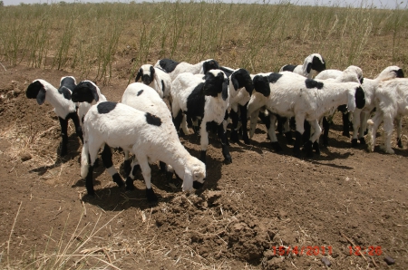 Sudaneese Sheeps - Central Sudan, Sudan, Africa, Gazera