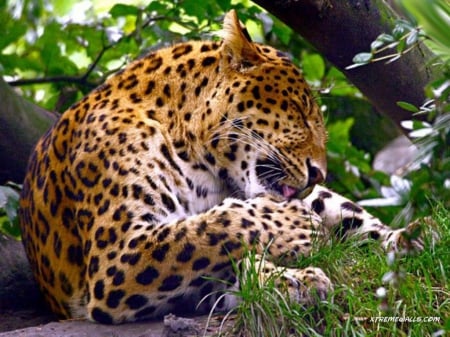 leopard - big, leopard, catts, wild