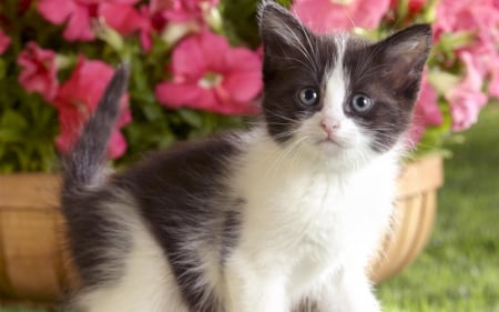 Meow â™¥ - adorable, cute, cat, kitten