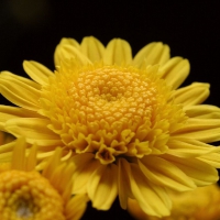 Yellow Chrysanthemum