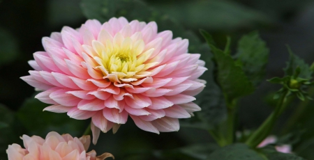 Pink Chrysanthemum - flower, pink, petals, leaves, layers, nature, chrysanthemum, green