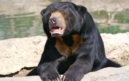 *** Bear *** - bear, broun, animal, animals