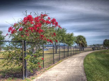 Bougainvillea - path, bougainvillea