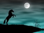 Wild horse silhouette